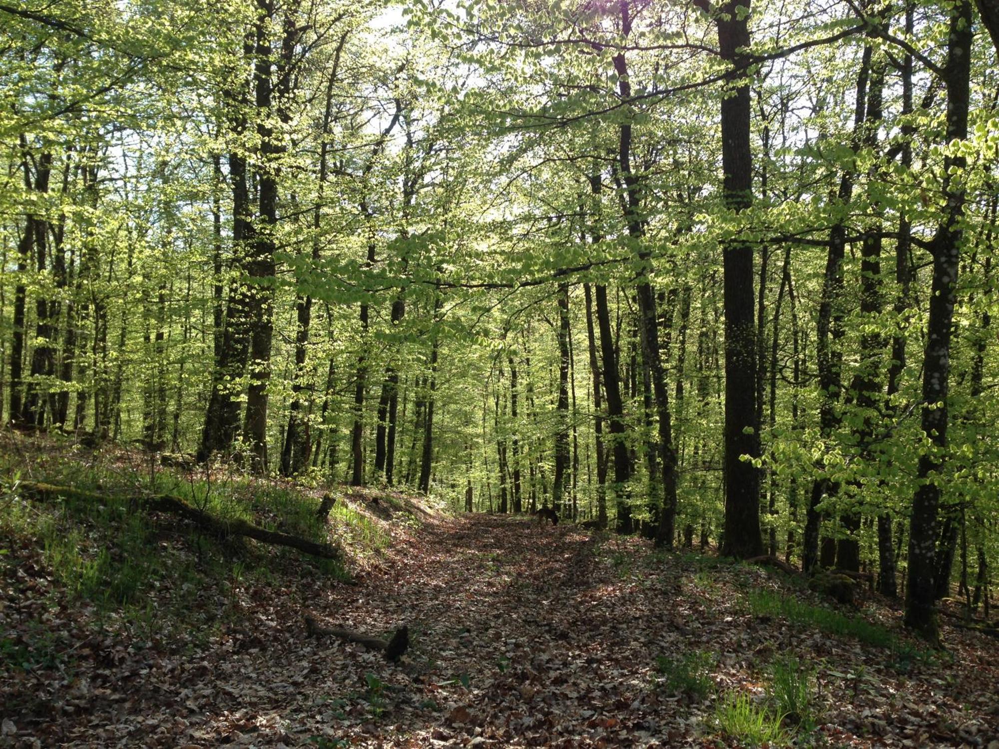 Vulkaneifel